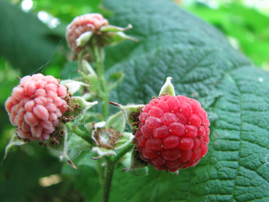 Thimbleberry