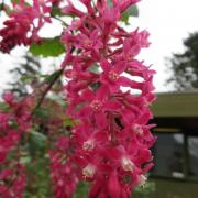Flowering Red Currant - David Turbin Building Parking Lot