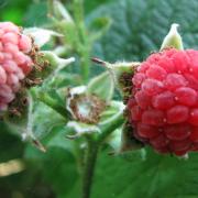 Thimbleberry Aug, 2010