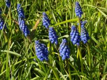 Cluster of blue grape hyacinth flowers.