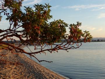 Arbutus tree Red-barked arbutus tree leaning over the beach.