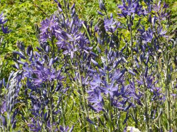 Camas Dark purple-blue camas flowers.