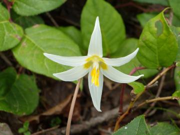 Fawn lily