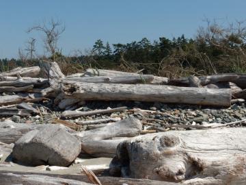 Driftwood Driftwood logs on the beach.