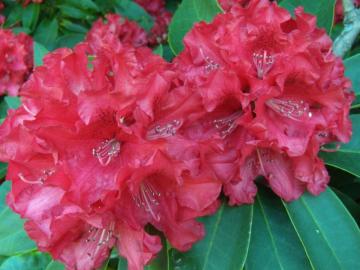 Reddish-pink rhododendron blooms.